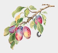 Vintage plums branch with caterpillars vector illustration, remixed from the 18th-century artworks from the Smithsonian archive.