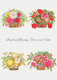 Vintage basket of flowers and fruits vector illustration set, remixed from the 18th-century artworks from the Smithsonian archive.