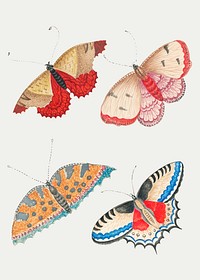 Vintage butterfly and moth watercolor illustration vector set, remixed from the 18th-century artworks from the Smithsonian archive.