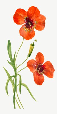 Wind poppy flower vector botanical illustration, remixed from the artworks by <a href="https://www.rawpixel.com/search/Mary%20Vaux%20Walcott?sort=curated&amp;page=1" target="_blank">Mary Vaux Walcott</a>