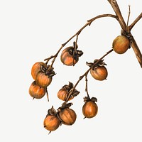 Vintage hand drawn Persimmon vector, remixed from the artworks by <a href="https://www.rawpixel.com/search/Mary%20Vaux%20Walcott?sort=curated&amp;page=1" target="_blank">Mary Vaux Walcott</a>