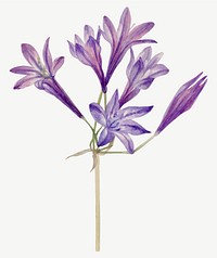 Blooming grass nut vector hand drawn floral illustration, remixed from the artworks by Mary Vaux Walcott