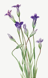 Vintage gentian flower vector illustration floral drawing, remixed from the artworks by <a href="https://www.rawpixel.com/search/Mary%20Vaux%20Walcott?sort=curated&amp;page=1" target="_blank">Mary Vaux Walcott</a>