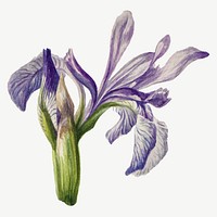 Rocky mountain iris blossom vector illustration hand drawn, remixed from the artworks by Mary Vaux Walcott
