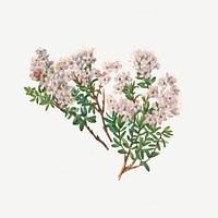 Blooming sand myrtle psd hand drawn floral illustration