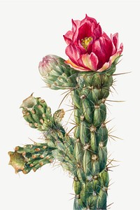 Vintage walkingstick cholla flower vector illustration botanical drawing, remixed from the artworks by Mary Vaux Walcott
