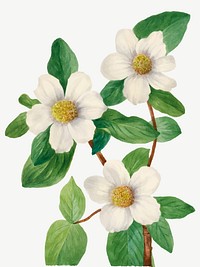 Vintage hand drawn Pacific Dogwood vector, remixed from the artworks by <a href="https://www.rawpixel.com/search/Mary%20Vaux%20Walcott?sort=curated&amp;page=1" target="_blank">Mary Vaux Walcott</a>