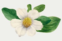 White Pacific dogwood blossom vector illustration, remixed from the artworks by Mary Vaux Walcott