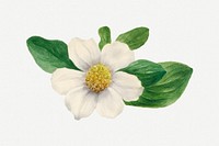 White Pacific dogwood blossom illustration, remixed from the artworks by <a href="https://www.rawpixel.com/search/Mary%20Vaux%20Walcott?sort=curated&amp;page=1" target="_blank">Mary Vaux Walcott</a>