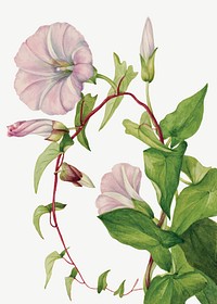 Hedge bindweed flower vector botanical illustration, remixed from the artworks by <a href="https://www.rawpixel.com/search/Mary%20Vaux%20Walcott?sort=curated&amp;page=1" target="_blank">Mary Vaux Walcott</a>