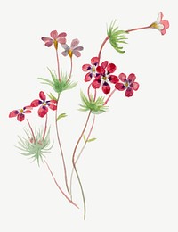 Vintage vector Gilia linanthus parviflorus blooming, remixed from the artworks by Mary Vaux Walcott