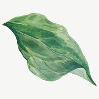 Whippoorwill&#39;s leaf vector botanical illustration, remixed from the artworks by <a href="https://www.rawpixel.com/search/Mary%20Vaux%20Walcott?sort=curated&amp;page=1" target="_blank">Mary Vaux Walcott</a>