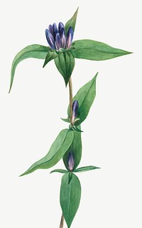 Vintage bottle gentian flower vector illustration floral drawing, remixed from the artworks by Mary Vaux Walcott