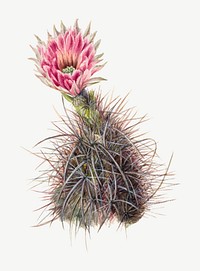 Cucumber cactus flower vector botanical illustration watercolor, remixed from the artworks by Mary Vaux Walcott