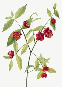 Vintage hand drawn Strawberry Bush vector, remixed from the artworks by <a href="https://www.rawpixel.com/search/Mary%20Vaux%20Walcott?sort=curated&amp;page=1" target="_blank">Mary Vaux Walcott</a>
