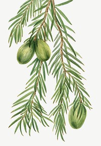 California nutmeg vector botanical vintage illustration, remixed from the artworks by Mary Vaux Walcott