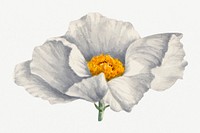 Summer flower Matilija poppies illustration, remixed from the artworks by <a href="https://www.rawpixel.com/search/Mary%20Vaux%20Walcott?sort=curated&amp;page=1" target="_blank">Mary Vaux Walcott</a>