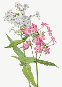 Perennial Phlox vector spring flower botanical vintage illustration, remixed from the artworks by <a href="https://www.rawpixel.com/search/Mary%20Vaux%20Walcott?sort=curated&amp;page=1" target="_blank">Mary Vaux Walcott</a>