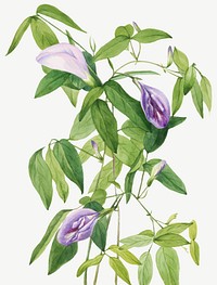 Vintage butterfly pea flower vector illustration floral drawing, remixed from the artworks by <a href="https://www.rawpixel.com/search/Mary%20Vaux%20Walcott?sort=curated&amp;page=1" target="_blank">Mary Vaux Walcott</a>