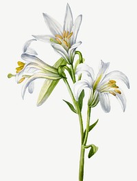 Hand drawn Washington lily vector floral illustration, remixed from the artworks by <a href="https://www.rawpixel.com/search/Mary%20Vaux%20Walcott?sort=curated&amp;page=1" target="_blank">Mary Vaux Walcott</a>