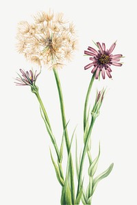 Salsify flower vector botanical illustration, remixed from the artworks by Mary Vaux Walcott