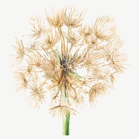 Salsify vector botanical vintage illustration, remixed from the artworks by <a href="https://www.rawpixel.com/search/Mary%20Vaux%20Walcott?sort=curated&amp;page=1" target="_blank">Mary Vaux Walcott</a>