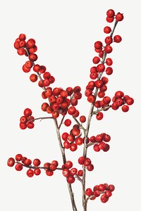 Red winterberry vector botanical illustration watercolor, remixed from the artworks by <a href="https://www.rawpixel.com/search/Mary%20Vaux%20Walcott?sort=curated&amp;page=1" target="_blank">Mary Vaux Walcott</a>