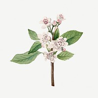 Vintage red chokeberry blooming illustration, remixed from the artworks by Mary Vaux Walcott
