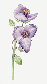 Vintage Virginia spiderwort flower psd illustration floral drawing