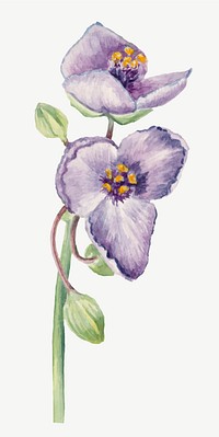 Virginia spiderwort vector summer flower botanical vintage illustration, remixed from the artworks by <a href="https://www.rawpixel.com/search/Mary%20Vaux%20Walcott?sort=curated&amp;page=1" target="_blank">Mary Vaux Walcott</a>