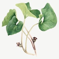 Canada wild ginger vector botanical illustration watercolor, remixed from the artworks by <a href="https://www.rawpixel.com/search/Mary%20Vaux%20Walcott?sort=curated&amp;page=1" target="_blank">Mary Vaux Walcott</a>