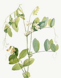 White pea vector botanical illustration watercolor, remixed from the artworks by <a href="https://www.rawpixel.com/search/Mary%20Vaux%20Walcott?sort=curated&amp;page=1" target="_blank">Mary Vaux Walcott</a>