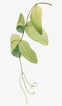 White pea leaf botanical vector illustration watercolor, remixed from the artworks by Mary Vaux Walcott