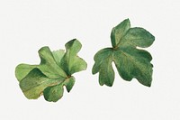 Mexican fremontia leaves psd botanical illustration watercolor