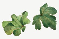 Mexican fremontia leaves vector botanical illustration watercolor, remixed from the artworks by Mary Vaux Walcott