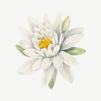 White american waterlily flower vintage botanical illustration, remixed from the artworks by <a href="https://www.rawpixel.com/search/Mary%20Vaux%20Walcott?sort=curated&amp;page=1" target="_blank">Mary Vaux Walcott</a>
