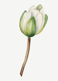 White american waterlily flower vintage botanical illustration, remixed from the artworks by <a href="https://www.rawpixel.com/search/Mary%20Vaux%20Walcott?sort=curated&amp;page=1" target="_blank">Mary Vaux Walcott</a>