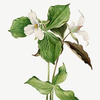 Large white trillium flower vector botanical illustration watercolor, remixed from the artworks by Mary Vaux Walcott