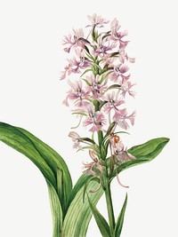 Large purple fringe-orchid vector botanical illustration watercolor, remixed from the artworks by Mary Vaux Walcott