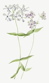 Blue phlox flower vector botanical illustration watercolor, remixed from the artworks by <a href="https://www.rawpixel.com/search/Mary%20Vaux%20Walcott?sort=curated&amp;page=1" target="_blank">Mary Vaux Walcott</a>
