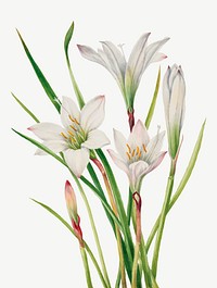 Atamasco Lily vector botanical illustration watercolor, remixed from the artworks by Mary Vaux Walcott