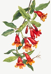 Red Crossvine flower vector botanical illustration watercolor, remixed from the artworks by <a href="https://www.rawpixel.com/search/Mary%20Vaux%20Walcott?sort=curated&amp;page=1" target="_blank">Mary Vaux Walcott</a>