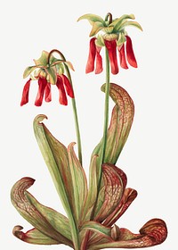 Parrot pitcherplant flower vector botanical illustration watercolor, remixed from the artworks by Mary Vaux Walcott
