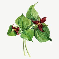 Giant trillium flower vector botanical illustration watercolor, remixed from the artworks by <a href="https://www.rawpixel.com/search/Mary%20Vaux%20Walcott?sort=curated&amp;page=1" target="_blank">Mary Vaux Walcott</a>