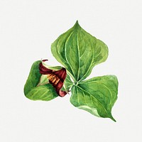 Red trillium flower psd botanical illustration watercolor