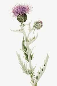 Pink purple prairie thistle flower vector botanical illustration watercolor, remixed from the artworks by <a href="https://www.rawpixel.com/search/Mary%20Vaux%20Walcott?sort=curated&amp;page=1" target="_blank">Mary Vaux Walcott</a>