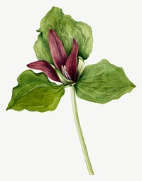 Giant trillium flower vector botanical illustration watercolor, remixed from the artworks by <a href="https://www.rawpixel.com/search/Mary%20Vaux%20Walcott?sort=curated&amp;page=1" target="_blank">Mary Vaux Walcott</a>