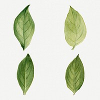 Virginia stewartia green leaf set psd botanical illustration