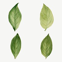 Vintage green leaves vector illustration botanical drawing set, remixed from the artworks by Mary Vaux Walcott