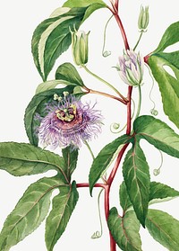 Maypop flower vector botanical illustration watercolor, remixed from the artworks by <a href="https://www.rawpixel.com/search/Mary%20Vaux%20Walcott?sort=curated&amp;page=1" target="_blank">Mary Vaux Walcott</a>